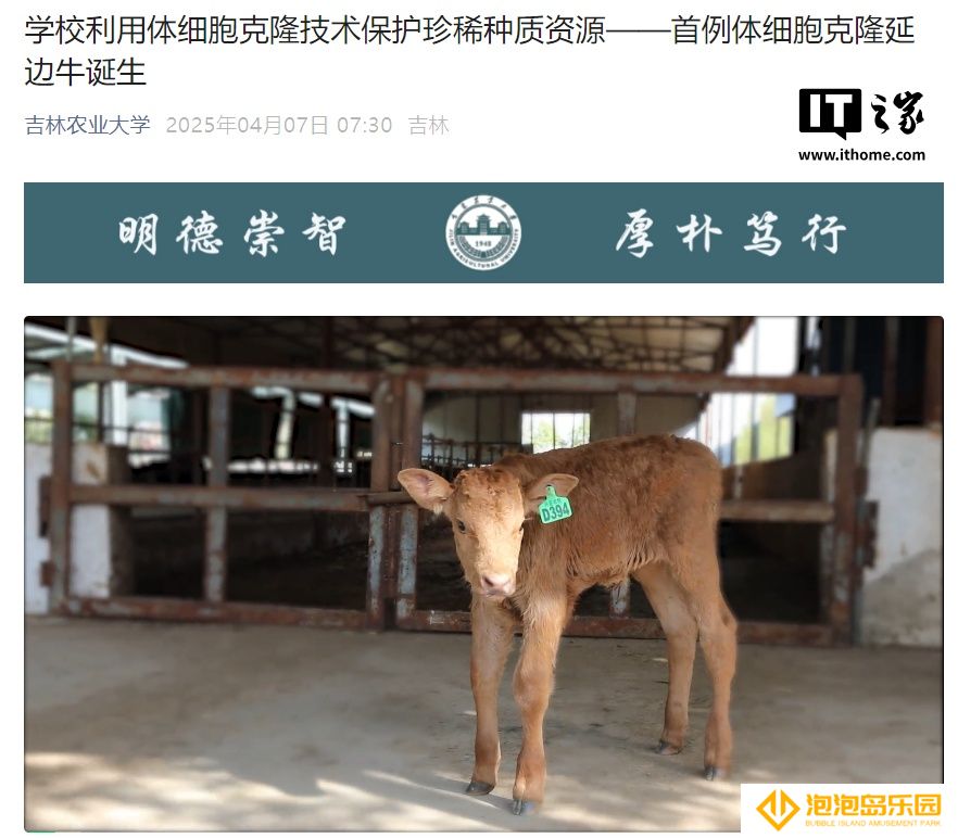 首例体细胞克隆延边牛诞生，吉林农业大学实现濒危畜种保护新突破